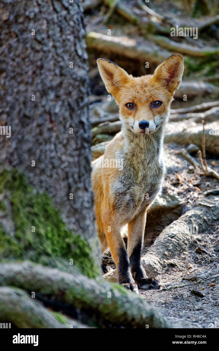 Junge Red Fox - Vulpes vulpes Stockfoto