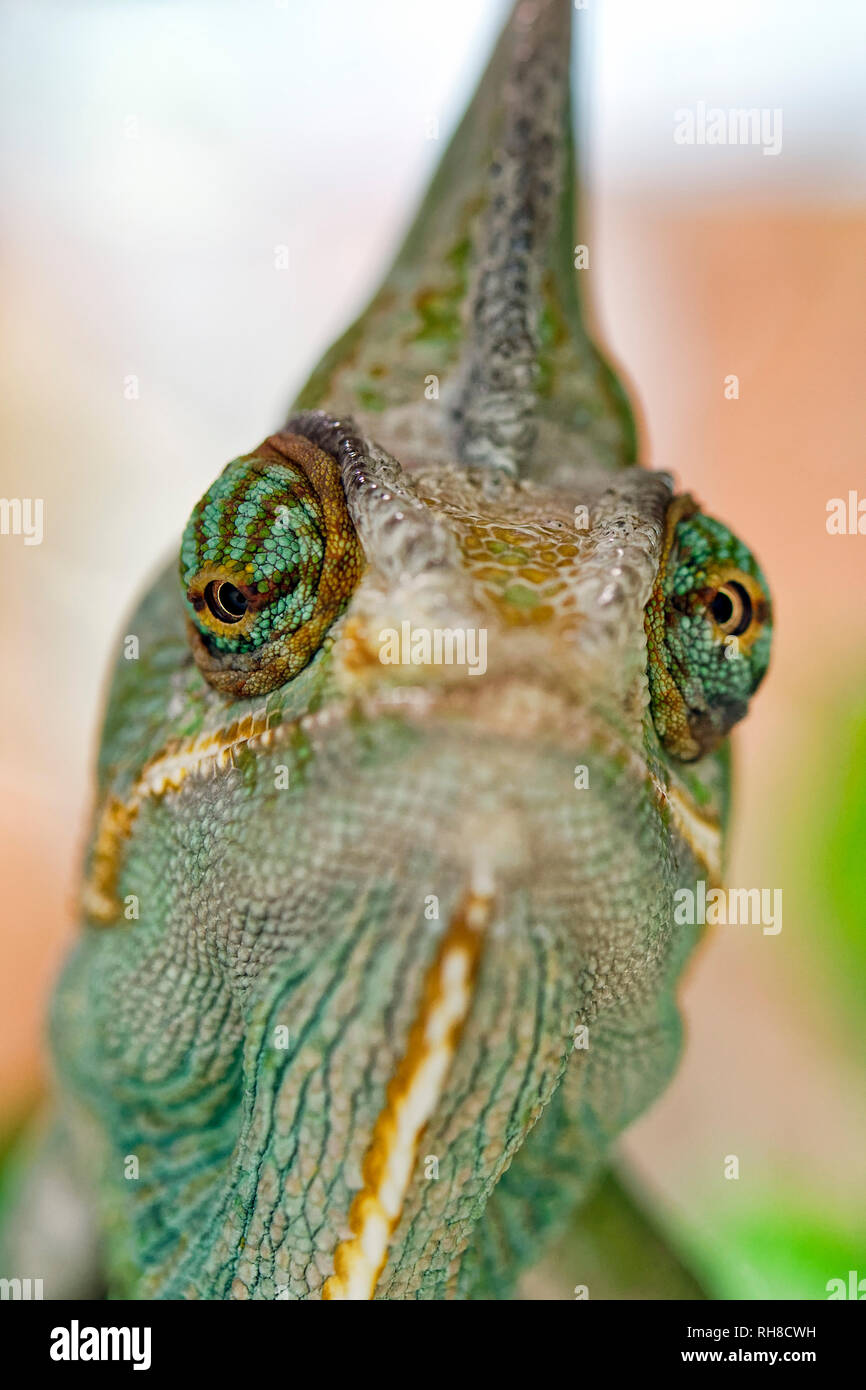 Veiled chameleon - Chamaeleo calyptratus Stockfoto