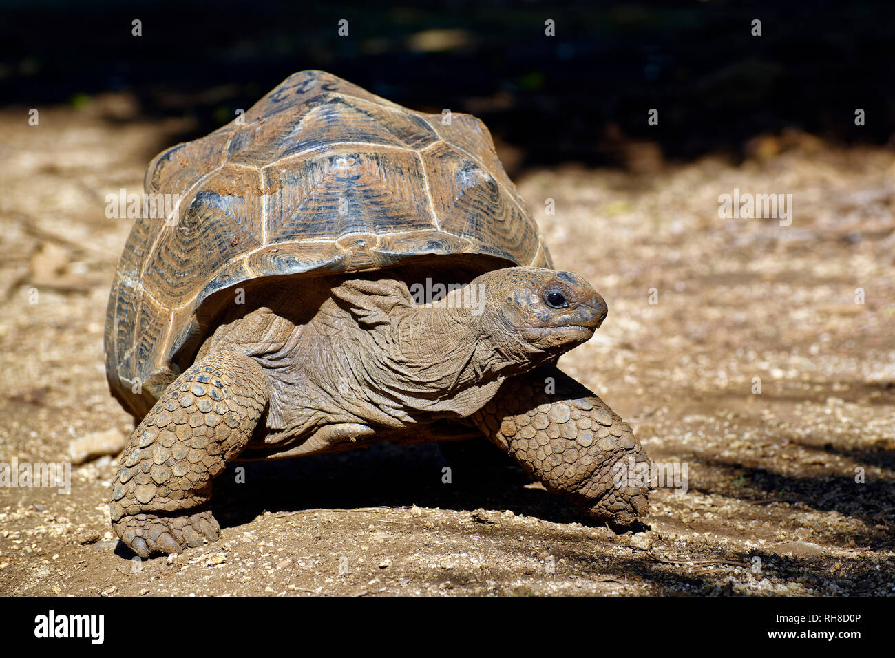 Riesenschildkröte - Aldabrachelys gigantea Stockfoto