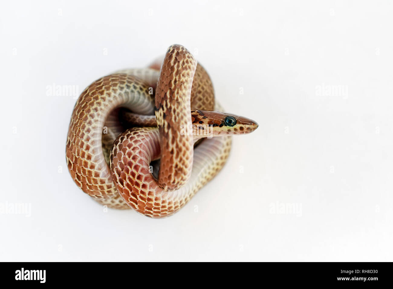 Gemeinsame wolf Schlange - Lycodon aulicus Stockfoto