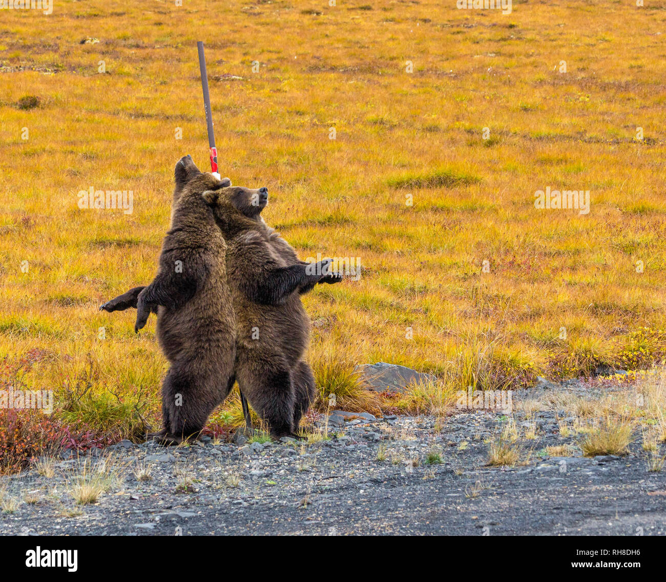 Grizzly bear at tent -Fotos und -Bildmaterial in hoher Auflsung  Alamy