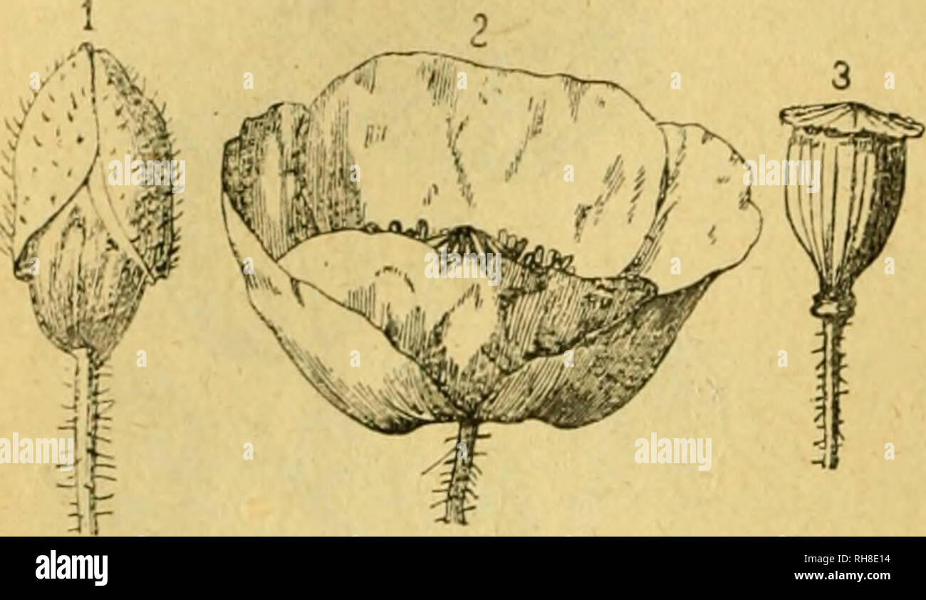 . Botánica descriptiva. Compendio de la flora Española. Estudio de las Vulcanus que Viven espontáneamente en España y de las más frecuentemente cultivadas que Tienen aplicaciones De medicina, Agricultura, Industria y horticultura. Pflanzen. 378 PAPAVERÁCEAS. Abb. 516.- Papavcr Klatschmohn; i, Flor abriéndose; 2, 19; 3, Ídem abierta Fruto. pétalos grandes, blancos, amoratados o Rojizos, con una Mancha Negra de la Base y anteras moradas, Obscuras; cápsula alargada ovoidea redondeada U, o deprimida; var. albutn (S. officinale Gmel.), cápsula ovoidea, indehiscente y semillas Blancas; var. nigrum {S. horteíis Stockfoto