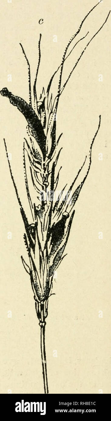 . Botanik der lebenden Pflanze. Botanik. Abb. 369. Ein, ft = coniclial Stufe der Claviceps, in der Blume von Roggen entwickelt. c=Sklerotien ersetzen die Körner des Ohres von Roggen. d, e=Keimung der sklerotien im Frühjahr. Siehe Text. (Nach Tiilasne.) (von Marshall Ward.) Diese unverletzt bleiben und können Keimen und bilden auf den ersten frischen oberflächliche Myzel und konidien; aber später Auswüchse können direkt von Ihnen, wie in einigen Arten von Peziza, W^hich tragen breite Scheibe - wie Früchte. Die ascomyceten, die Flache offene Früchte als Discomycetes (Abb. geordnet werden. 368). Die berüchtigtsten scl Stockfoto