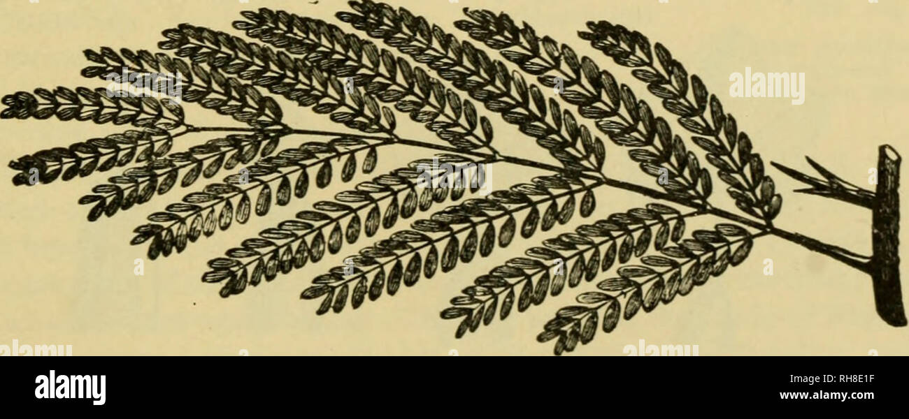 Botanik der lebenden Pflanze. Botanik; Pflanzen. Abb. 260. Gefiederten Blatt  ot Robima nach Figuier.. Abb. 261. Doppelt gefiederten Bltter mit  gleditschia nach Figuier. Die Der rachis trgt die auenohren, und doppelt