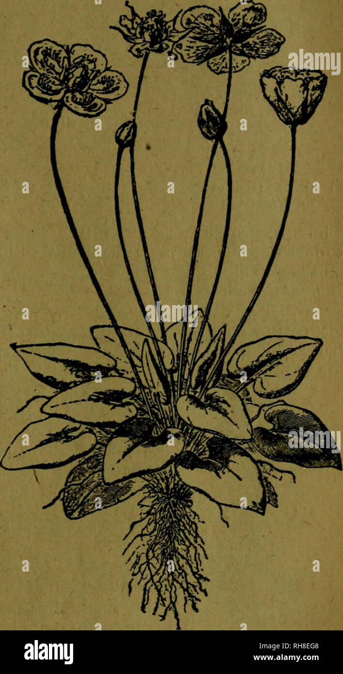 . Botánica descriptiva. Compendio de la flora Española. Estudio de las Vulcanus que Viven espontáneamente en España y de las más frecuentemente cultivadas que Tienen aplicaciones De medicina, Agricultura, Industria y horticultura. Pflanzen. [83 das, dentadas en la mitad Superior; tirsoideos racimos de flores Blancas. Fl. otoño. Chile. * 6,79 o. E. floribunda H. B, - 5. Hojas, oblongas obtusas; panojas Co-rimbiformes, terminales; pétalos Blancos. Anden. GEN. PARNASSIA L. (Del lat. Parnassus, parnaso. Abb. 761.) - 5 es-taminodios epipétalos; 5 estambres, ovario con4 estigmas sentados; cáp - Sula oval Co Stockfoto