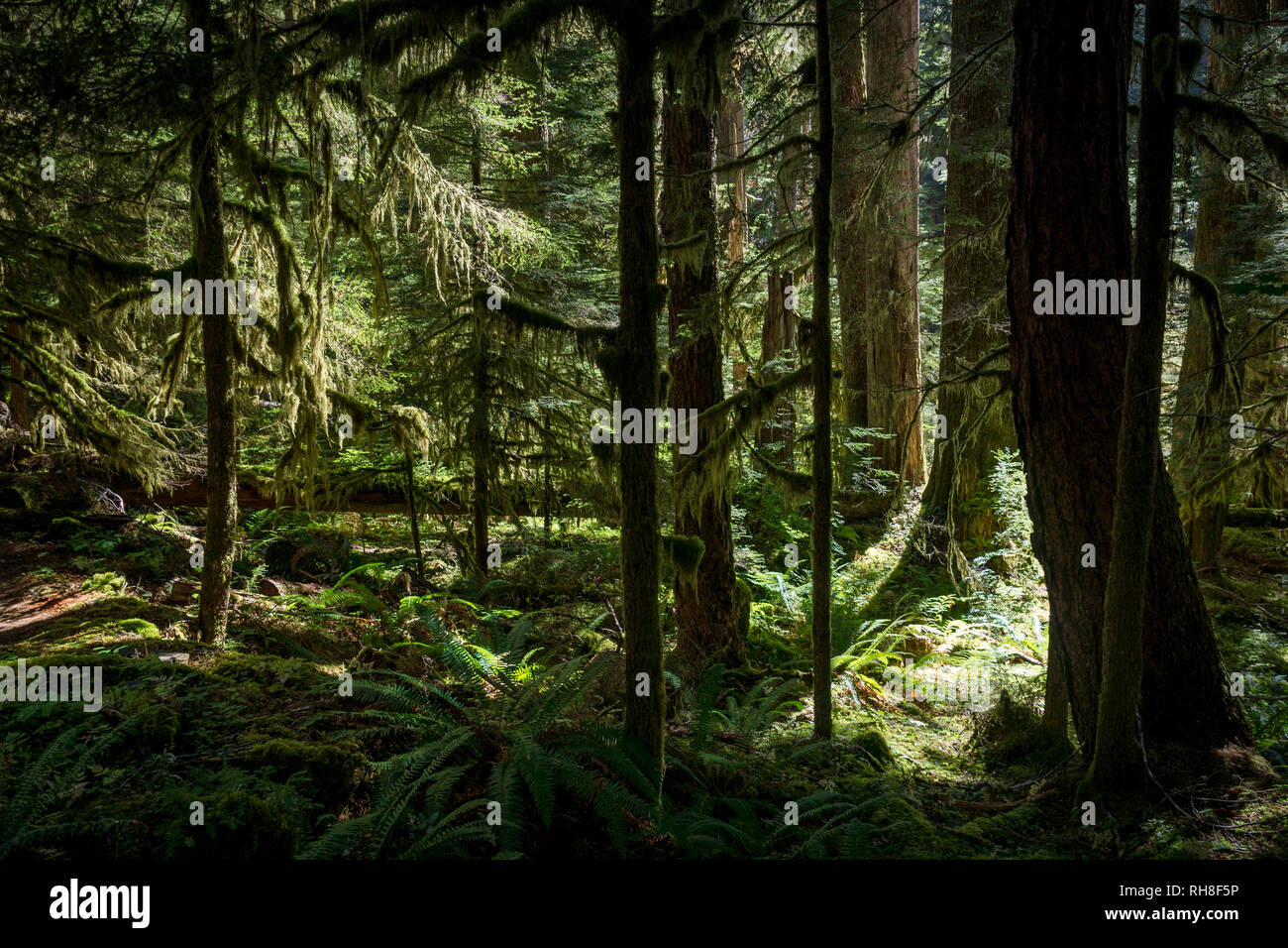 Moosigen Wald im Olympic National Park. Stockfoto