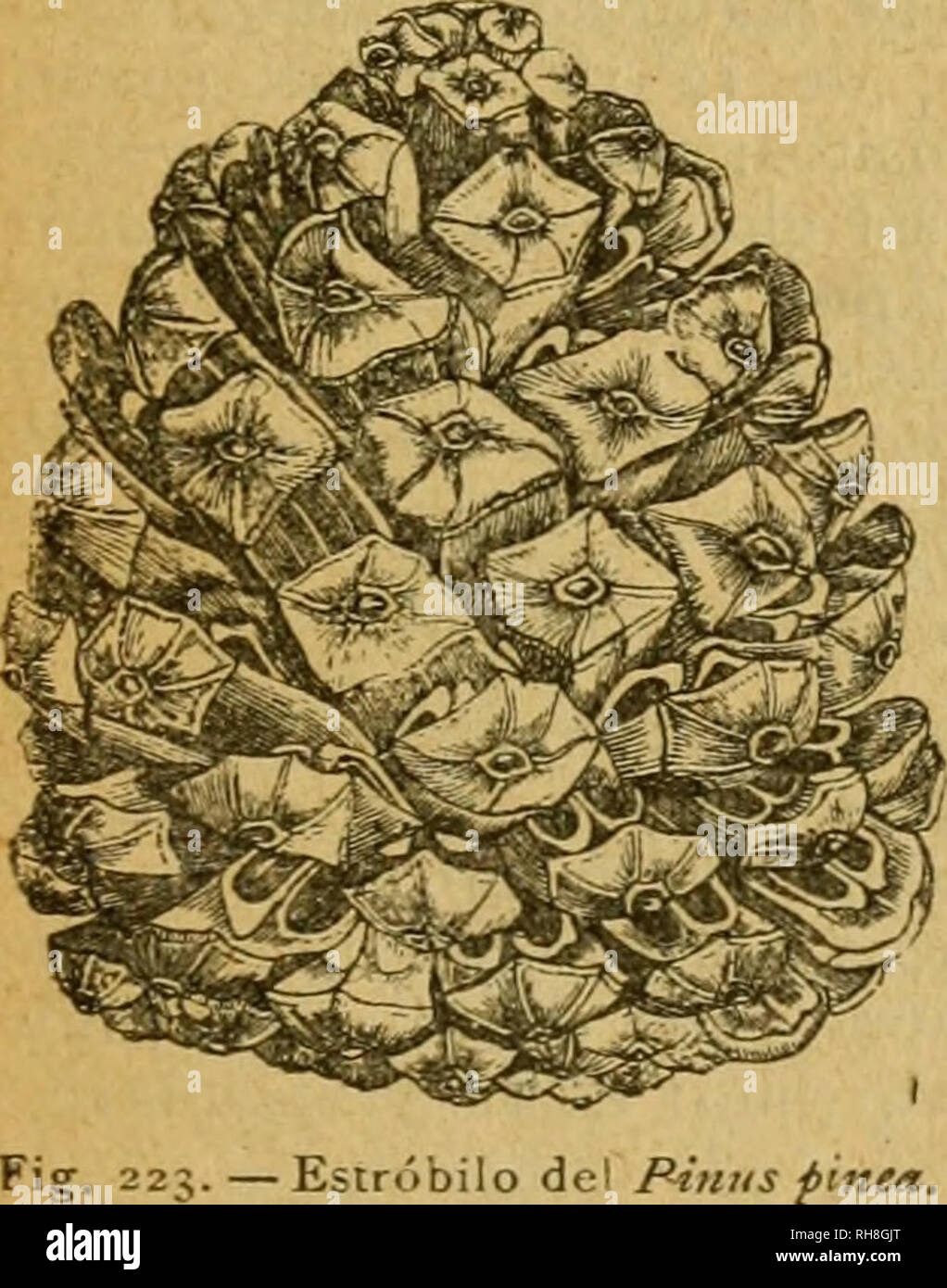 . Botánica descriptiva. Compendio de la flora Española. Estudio de las Vulcanus que Viven espontáneamente en España y de las más frecuentemente cultivadas que Tienen aplicaciones De medicina, Agricultura, Industria y horticultura. Pflanzen. . Bitte beachten Sie, dass diese Bilder sind von der gescannten Seite Bilder, die digital für die Lesbarkeit verbessert haben mögen - Färbung und Aussehen dieser Abbildungen können nicht perfekt dem Original ähneln. extrahiert. Lázaro é Ibiza, Blas, 1858-1921. Madrid, Imprenta Clásica Expañola Stockfoto