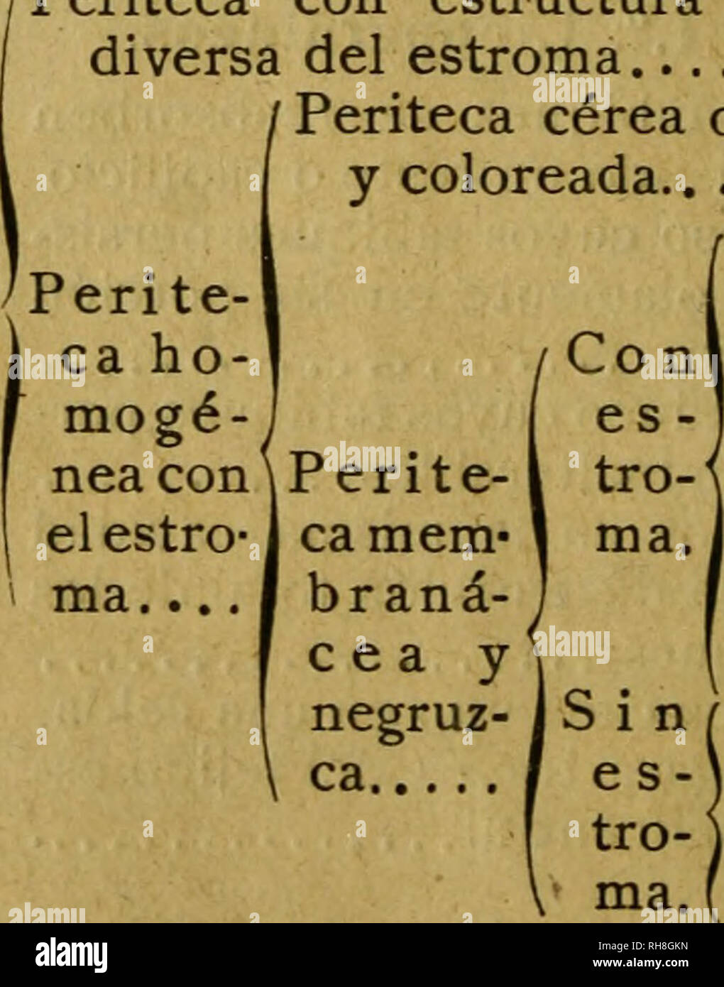 . BotÃ¡nica Descriptiva. Compendio de la flora Española. Estudio de las Vulcanus neamente espontÃ¡Que viven en España y de las mÃ¡s frecuentemente cultivadas que Tienen aplicaciones De medicina, Agricultura, Industria y horticultura. Pflanzen. [06 NOCIONES PREUMINARKS El pendiÃ³ Ãºnico se Abre irregularmente en forma De vol-va, en cuyo Fondo crece un pedicelo Largo que Eleva el tejido esporÃ - Fero al descubierto, FalÃ¡ceos. SUBCLASE 4.^: ascomicetos Orden ich.Â°: Discomicales. âCon himenio externo. Orden 2.Â°: Pirenomicales. âCon himenio interno tapizando peritecas de-hiscentes. Orden 3.Â° Perisp Stockfoto