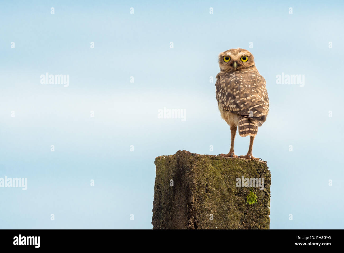 Eine wunderbare Eingrabens in Owl in der Nähe von Foz de Iguazu. Stockfoto