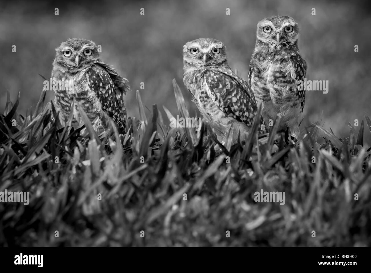 Die ehrfürchtige Eingrabens in Owl in der Nähe von Foz de Iguazu. Ich diese Kerle entdeckt während der Übergabe mit einem Auto. zurück es am nächsten Morgen und war in der Lage, t Stockfoto