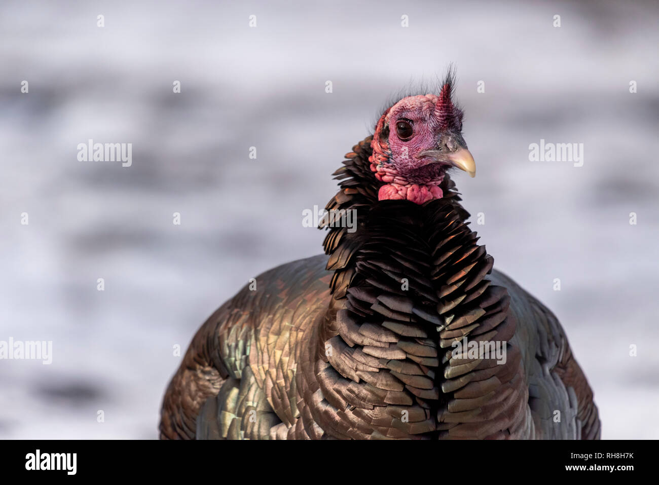 Wilder Truthahn (Meleagris gallopavo) zu Fuß durch den Schnee im Winter. Stockfoto
