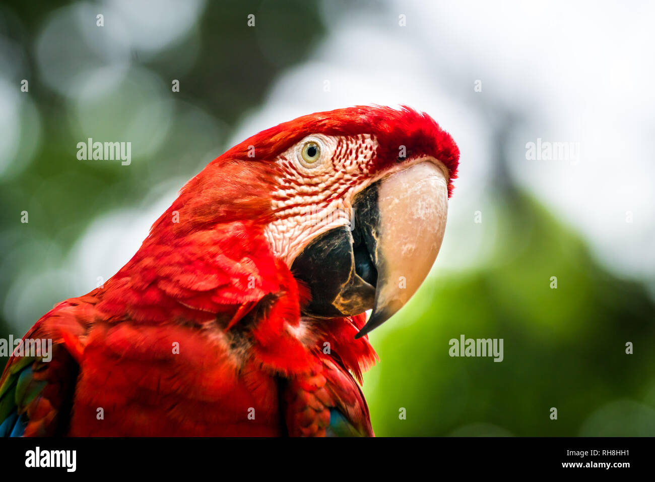 Wundervolle Vögel mit seinen farbenfrohen Flügeln Stockfoto