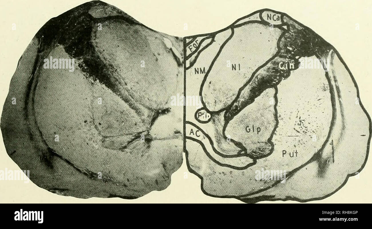 . Das Gehirn vom Affen zum Menschen; ein Beitrag zur Untersuchung der Entwicklung und der Entwicklung des menschlichen Gehirns. Gehirn; Evolution; Pongidae. Die HOOLOCK GIBBON HYLOBATES 445 ersichtlich. Die ventralen Struktur im Querschnitt ist die optic Chiasma (Opx), die die Form in allen Primaten beobachtet talces, eines seitlichen elonga, zusammen mit dem stumpfen Winkel in Bezug auf die Sehnerven und. Abb. 212. GIBBON. Ebene DER ANTERIOR COMMISSURE. AC, Anterior Commissure; ciN, inneren Kapsel, die FDP, Absteigend Säulen der Fornix Fornix;,; Glp. Globus pallidus; nca. Nucleus caudatus; Stockfoto
