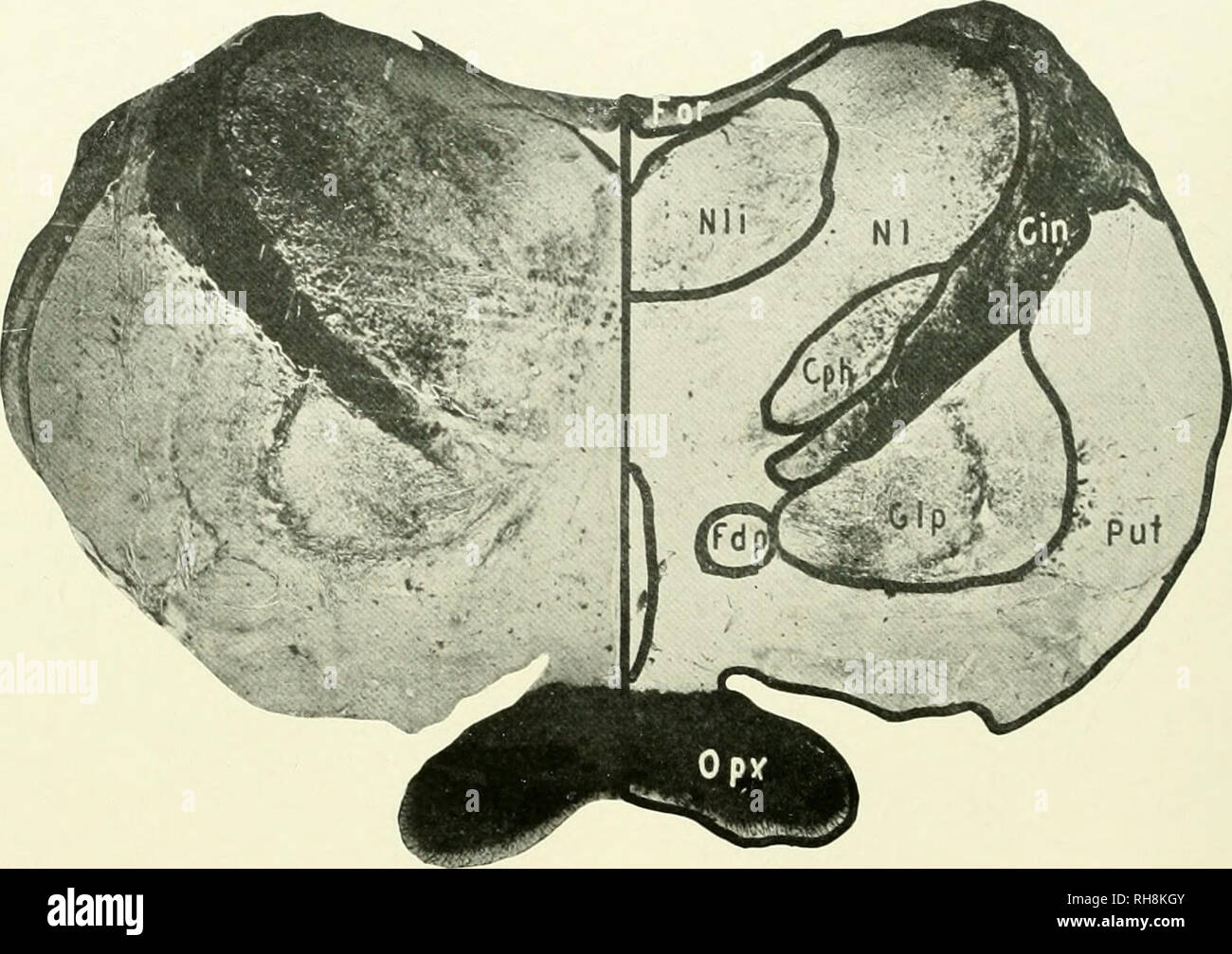 . Das Gehirn vom Affen zum Menschen; ein Beitrag zur Untersuchung der Entwicklung und der Entwicklung des menschlichen Gehirns. Gehirn; Evolution; Pongidae. 444 DIE MITTLERE PRIMATEN cephalon aus dem tegmentum. Die spezifischen Funktionen der substantia nigra Arc noch von Zweifeln umgeben, obwohl viele Autoren es einige regulierende Steuerung der automatischen assoziierten Bewegungen des Körpers Attribut.. Abb. 211. GIBBON. Ebene DER OPTIC CHIASMA. CIN, inneren Kapsel; cph, Corpus Hypotlialamiciim; fdp, Absteigend Säulen der Fornix Fornix;;, GLP, Globus pallidus; NL, seitliche Kern des Thalamus; nli, Stockfoto