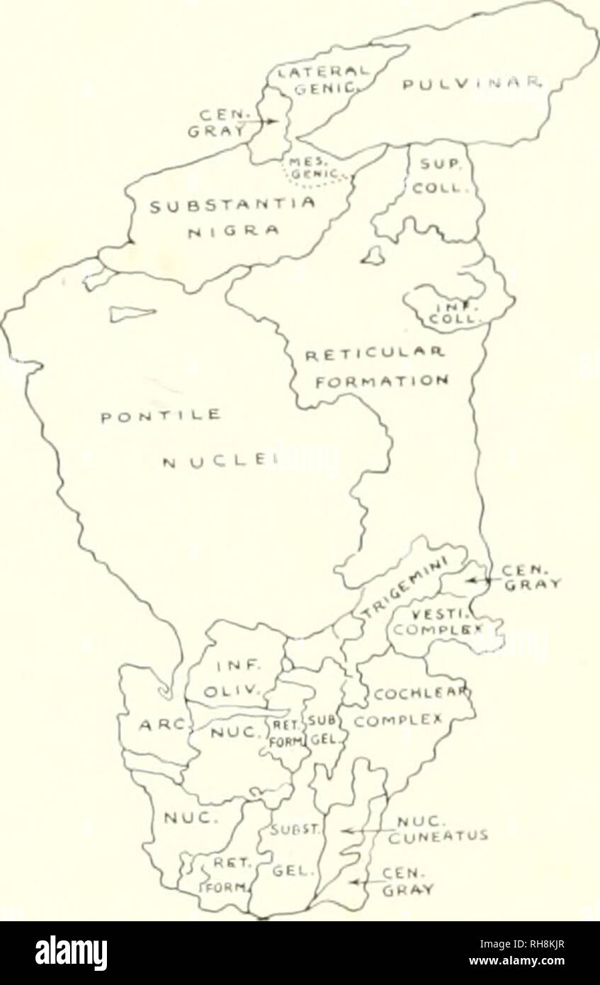 . Das Gehirn vom Affen zum Menschen; ein Beitrag zur Untersuchung der Entwicklung und der Entwicklung des menschlichen Gehirns. Gehirn; Evolution; Pongidae. Abb. 359. Seitliche SL RL-ACE VON GRAU. LTTER DES HIRNSTAMMS, Homo sapiens. Schlüssel zu Uiac; ram.arc. Nlc, Arcil'orm Kern; Cen. Grau. Zentrale graue Materie; inf Coll., Inferior Colliculus; INI-. oi. iv.. Inferior Olivary Nucleus; seitlich Transgene. Seitliche Geniculate Body; mes. Transgene, iMesial Geniculate Body: nuc. clneatus, Nucleus Caincatus; RET.form., retikuläre Formation; SUB. GEL., Subst. GEL. und IRIGEMINI, Substantia Gelatinosa Trigemini; sup.coll., Su]) erior Stockfoto