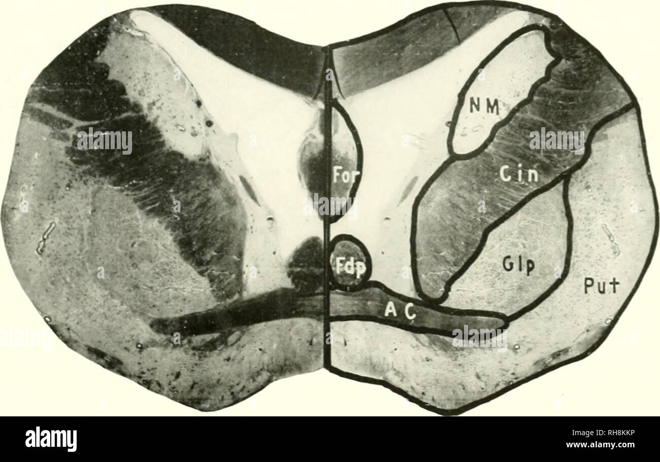 . Das Gehirn vom Affen zum Menschen; ein Beitrag zur Untersuchung der Entwicklung und der Entwicklung des menschlichen Gehirns. Gehirn; Evolution; Pongidae. Die RRAIX DES MODERNEN MENSCHEN 835 Die thr-optic thalami. In den meisten ventrale Position und bilden die iloor des Ventrikels auf dieser Ebene ist die optic Chiasma (Opx), in die Sie die Optikeinheit neres und aus dem Th (, 'Optik Flächen auf. Abb. 35. - Mann. LE EL DER ANTERIOR COMMISSURE. AC, Anterior ("ommissurc; ciN, Intirnal Kapsel, die FDP. Absteigend Säulen der Fornix Fornix;; Für, CLP, Globus pallidus;. Nm. Kern Masticatorius; pl" T, Stockfoto