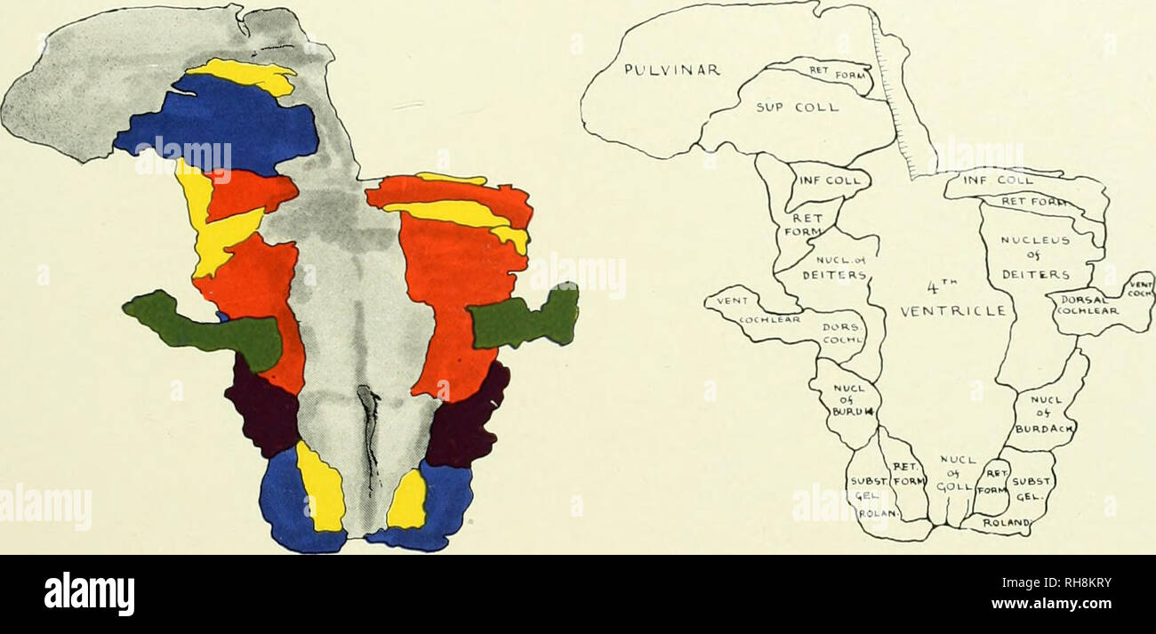 . Das Gehirn vom Affen zum Menschen; ein Beitrag zur Untersuchung der Entwicklung und der Entwicklung des menschlichen Gehirns. Gehirn; Evolution; Pongidae. Wiederaufbau DES PITHECUS RHESUSFAKTOR 395 Kern erscheint etwas über diesem Niveau, Dorsolateralen an der ventralen Zubehör olive wo Es ist ein pHcated Falten der grauen Substanz, sein Fundus zur vcntrohueral Winkel der Hirnstamm geleitet. Es stellt ein. Abb. 105 RÜCKENSEITE der grauen Substanz DES HIRNSTAMMS, PITHECUS RHESUSAFFEN. Schlüssel zum Schaltplan, Dors, cochl., Dorsal Cochlear Nucleus; inf Coll., Inferior Colliculus; Nucl. Von Burd. und NUCL. von burdach, Nucleus von Bur Stockfoto
