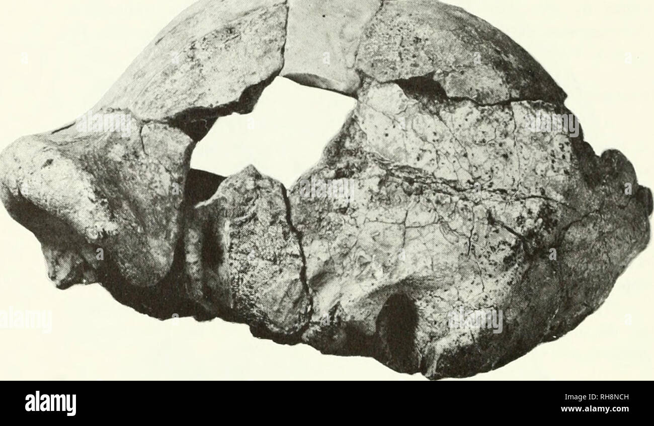 . Das Gehirn in der menschlichen Evolution. Die menschliche Evolution; Gehirn; Fossile Hominiden. I1 I I I I CMS Abbildung 30: Schädel von Olduvai hominid 9, welches ist die beste afrikanische Vertreter bisher gefunden des Homo erectus. Die Produktionskapazität wurde von A.R.Hughes ermittelt und Mich als 1000 C.c. von 13 Kapazitäten ist 935 c.c. (Tabelle 13). Wenn eine Schätzung des Stand-ard Abweichung auf der Grundlage der dieser Bereich, der es auf 142 c.c. Beträge Auf der Annahme, dass die zur Verfügung stehenden Stichprobe liegt in der Mitte der Verteilung für die Gesamtbevölkerung, 3 Standardabweichungen unterhalb und oberhalb der Probe ein Esti geben Stockfoto