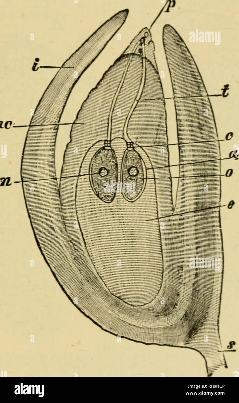 . Botanik der lebenden Pflanze. Botanik; Pflanzen. CONIFERAE: Die SCHOTTEN ROSA Deckblatt, trägt auf der Oberseite eine größere und verdickte bl manchmal das ovuliferous Skala (Abb. genannt. 422). Es scheint wahrscheinlich, dass dies eine lokale upgrowth des Gewebes von der Oberfläche des Forn. Zwar, da die Kegel älter wird es Woody und ist bei weitem die in der 2. Andere Auslegungen des Kegels gegeben worden; aber wenn diese Ansicht akzeptiert, dann werden die gesamte Kegel ist eine einfache Blume, die viele komplexe sporophylls. Angehängte nc. Abb. 423. Medianen Längsschnitts einer Eizelle von Stockfoto