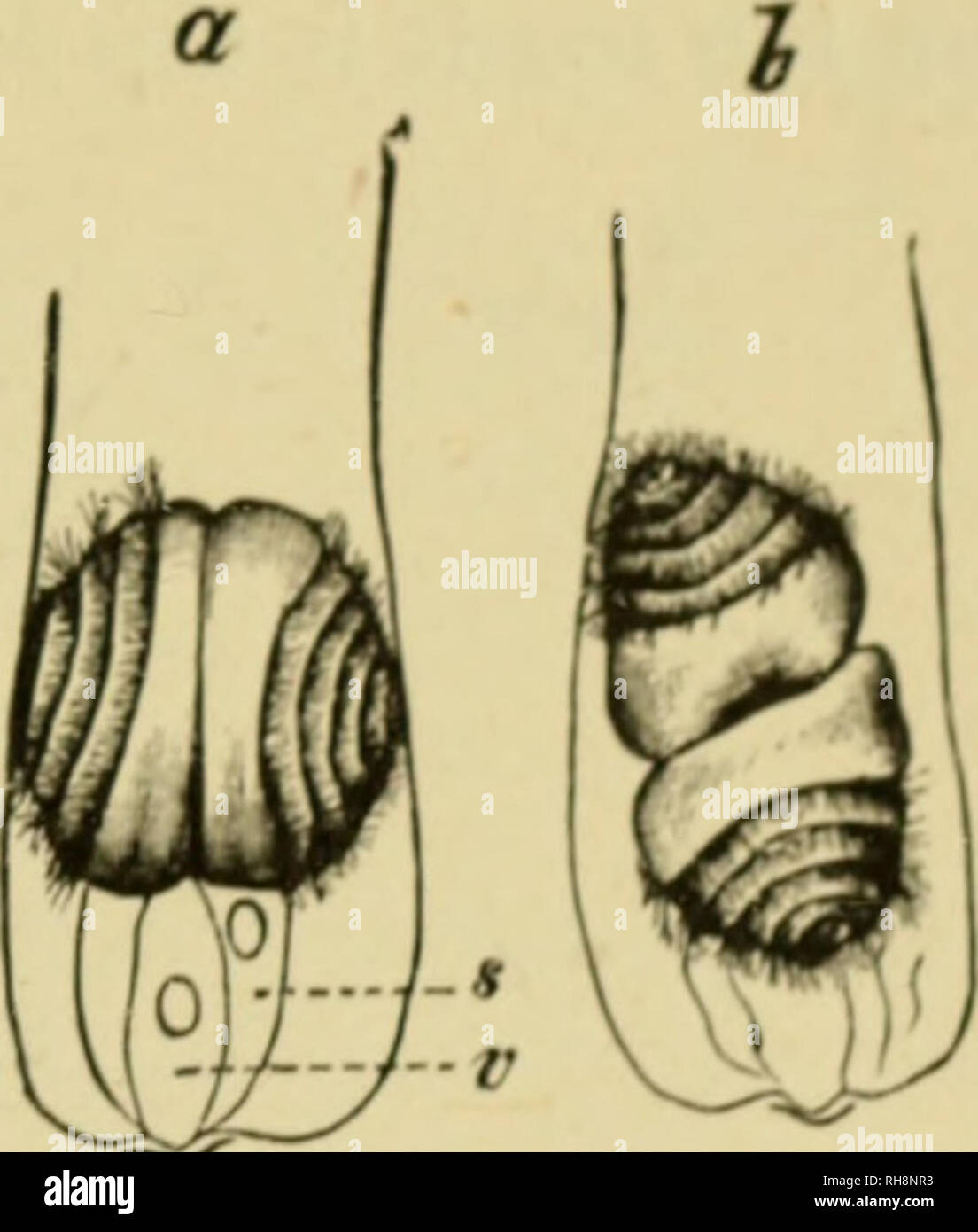 . Botanik der lebenden Pflanze. Botanik; Pflanzen. CONIFKkAK: TI 1K S<<) T< ich "TINTE 52; Kegel. Auf anderen Pflanzen staminal Kegel arc borix Der tamens, oder im< ro" sporophylls, tragen zahlreiche Pollen - sacs (microspore Öl ihre unteren Nil die Pollen - Körner (mikrosporen) von diesen direkten Zugriff auf die micropyle der exponierten Samenanlage, und bilden kurze Pollen - Rohre, vln &Lt;b wurden in Cycas und Zamia gefunden zu dis-Motilen spcrmatozoids als Düngung Körper in einer Flüssigkeit von der nucellus (Abb. abgesondert wird. 415). In vielerlei Hinsicht das Leben Cycadales Punkte für den Vergleich auf der einen h zeigen Stockfoto
