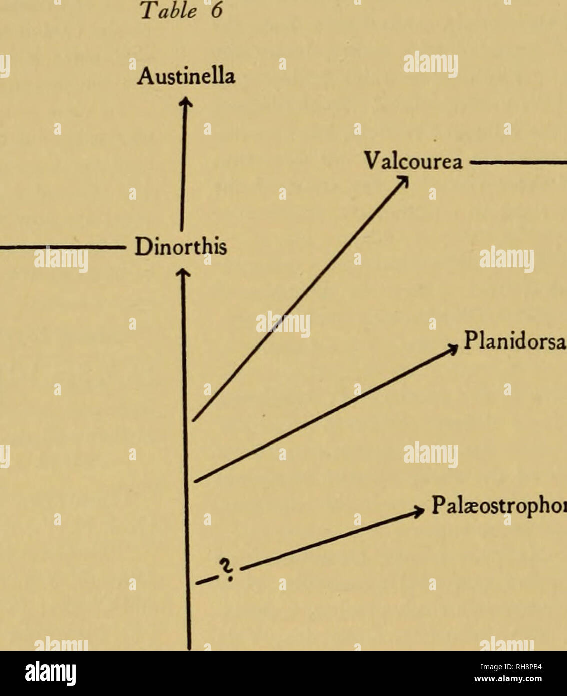 . Brachiopod Gattungen der Unteraufträge Orthoidea und Pentameroidea