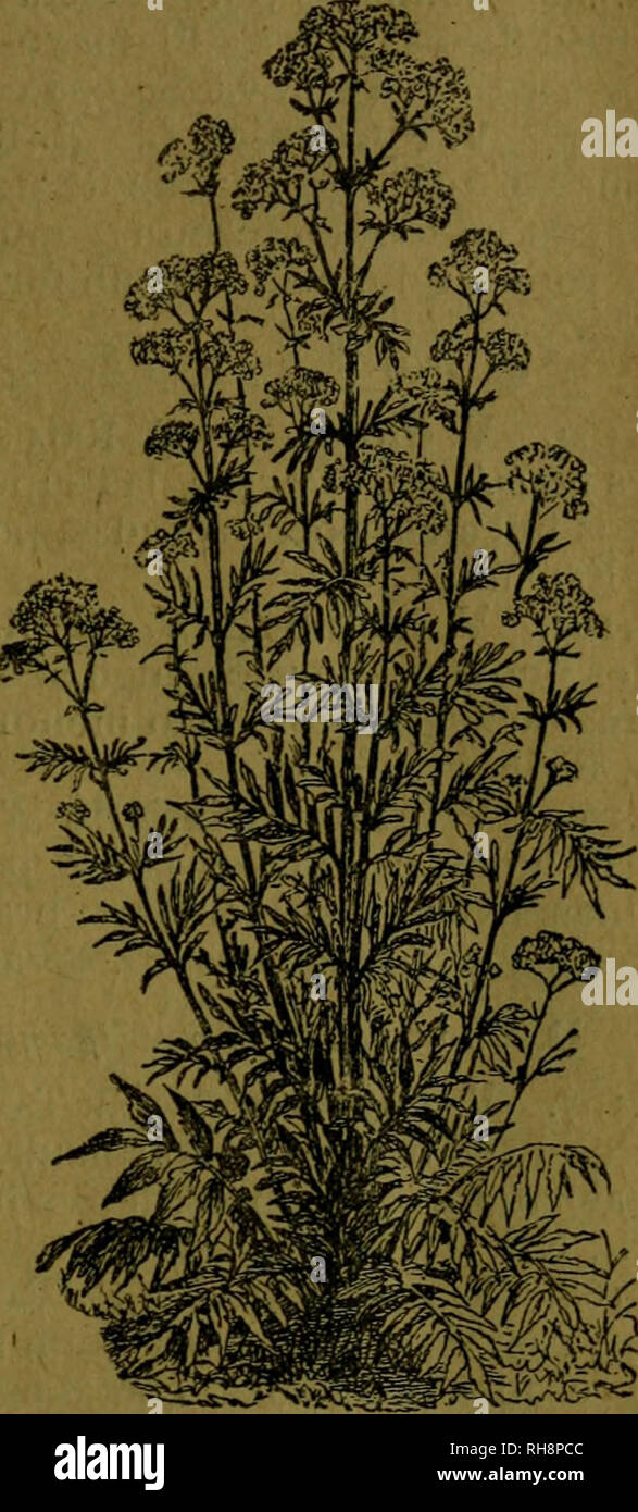 . Botánica descriptiva. Compendio de la flora Española. Estudio de las Vulcanus que Viven espontáneamente en España y de las más frecuentemente cultivadas que Tienen aplicaciones De medicina, Agricultura, Industria y horticultura. Pflanzen. Abb. 955. - Diagrama, Flor y fruto de Valeriana officinalis. Abb. 956.- Valeriana officinalis L., anuales herbáceos, de 6-15', erguidos, estriados y fistulosos; hojas pinnati - sectas, con 15-21 segmentos hendido - dentados; cimas compuestas, corim-biformes, terminales; corola Blanca o Rosada, con El Tubo inflado por un Lado y5 lóbulos casi Iguales. Fl.de Oct Stockfoto
