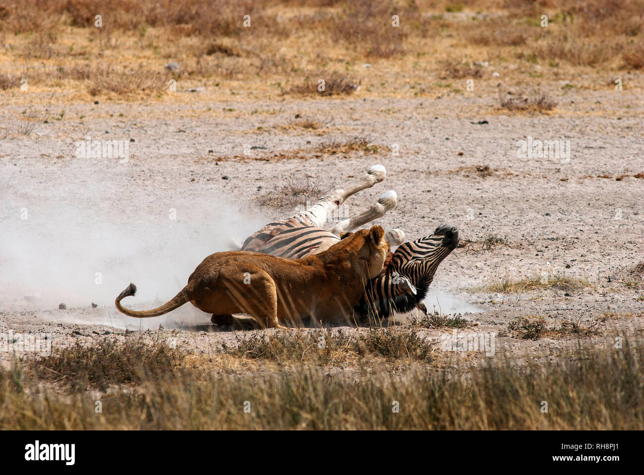 Löwin (Panthera leo), die Zebra (Equus quagga) am Wasserloch Salvadora, Etosha National Parl, Namibia, tötet Stockfoto