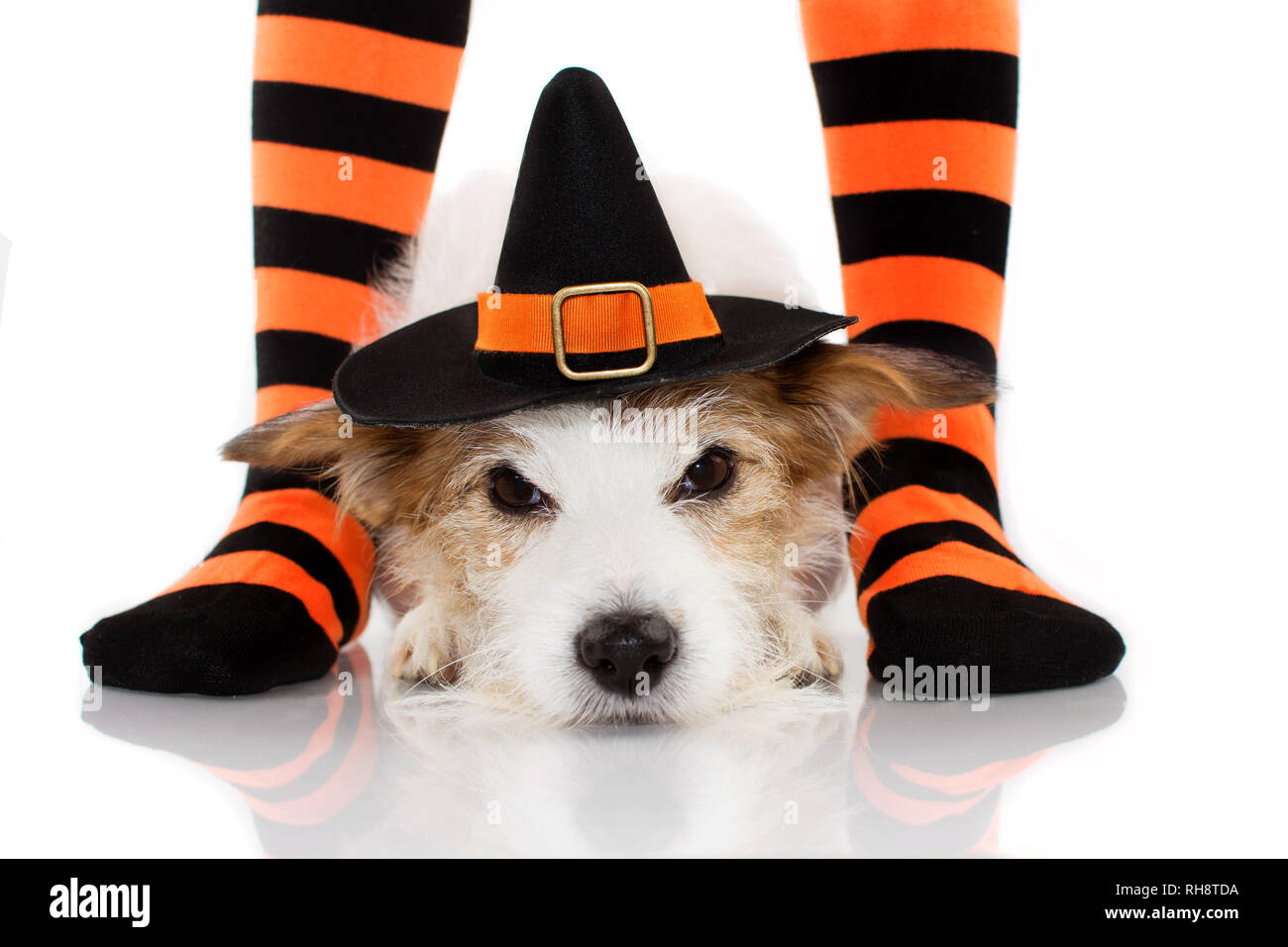 HALLOWEEN HUND UND KIND KOSTÜM. JACK RUSSELL trägt eine Hexe oder Zauberer LIEGEND ZWISCHEN GESTREIFT ORANGE UND SCHWARZE SOCKEN DER UNTERGEORDNETEN EIGENTÜMER. Isolieren Stockfoto