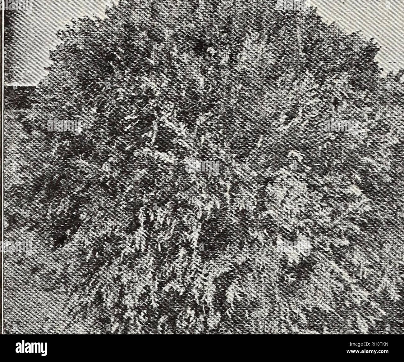 . Freigebige Ridge Baumschulen: Unsere kompletten Katalog und Pflanzung Leitfaden für Herbst 1945 und Frühjahr 1946. Baumschulen (Gartenbau) Kataloge Kataloge; Obst; Obstbäume Kataloge; Bäume; Spargel Kataloge Kataloge. Haben das ganze Jahr Schönheit mit freigebigen Ridge Evergreens Hardy Evergreens Pflanzen aufgeführt in dieser Gruppe Sliipped witli Kugel der Erde ABBOBTITAE (Amerikanische). Sehr winterhart, wächst schnell, bildet einen schönen Hecke, sehr dicht. 18 und 24 in., $ 2,25. Der LEBENSBAUM (PYRAMIDALIS). Eine hervorragende, Hardy sortieren, sehr kompakter Wuchs und wächst in einer perfekten Spalte. 18 bis 24 Zoll, $ 2,65 je; 24 bis 30 Zoll, $ 3,25 je Stockfoto