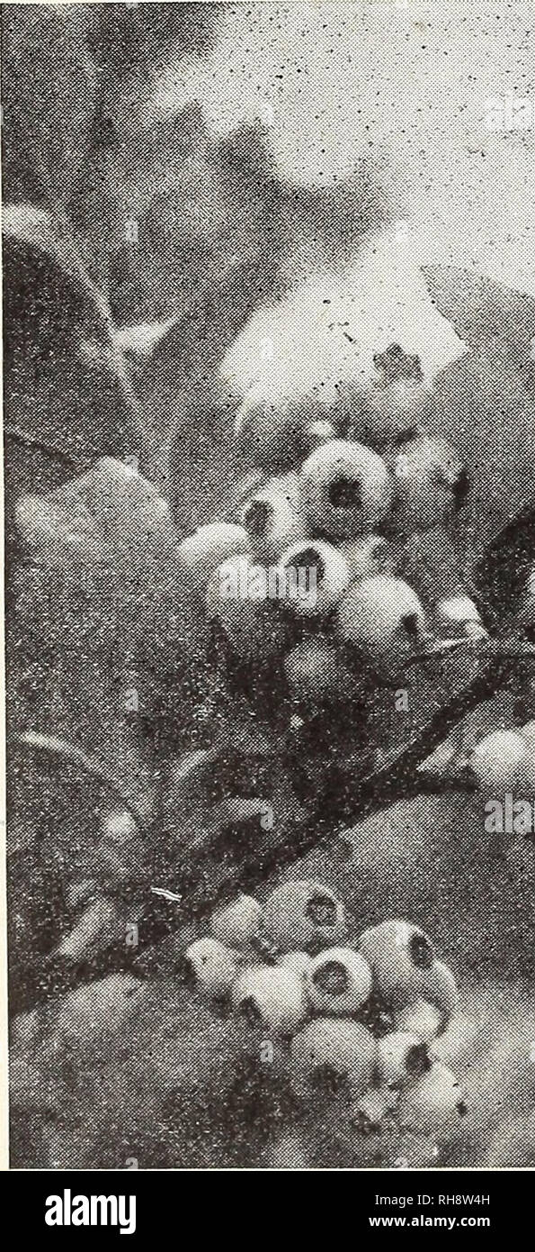 . Freigebige Ridge Baumschulen: Unsere kompletten Katalog und Pflanzung Leitfaden für Herbst 1945 und Frühjahr 1946. Baumschulen (Gartenbau) Kataloge Kataloge; Obst; Obstbäume Kataloge; Bäume Kataloge; Spargel Kataloge. jjountiful Ridge BLAUBEEREN FREIGEBIGEN RIDGE AUSGEWÄHLTE BLAUBEEREN DIE ARISTOKRATEN DER BUSH BERRY FAMILIE! Ein Leckerbissen für die Nation - Sie können in den meisten werden alle Teile des Landes. Die Aussaat ohne Dieses große Größe Vollständiger, feine Flav - Verodert Wunder Berry. Schönheit von Blatt und Holz macht die Anlage sehr dekorativ. Was andere Pflanze können Sie auswählen, dass Oifers Sie so viel? Freigebige RIDGE Stockfoto