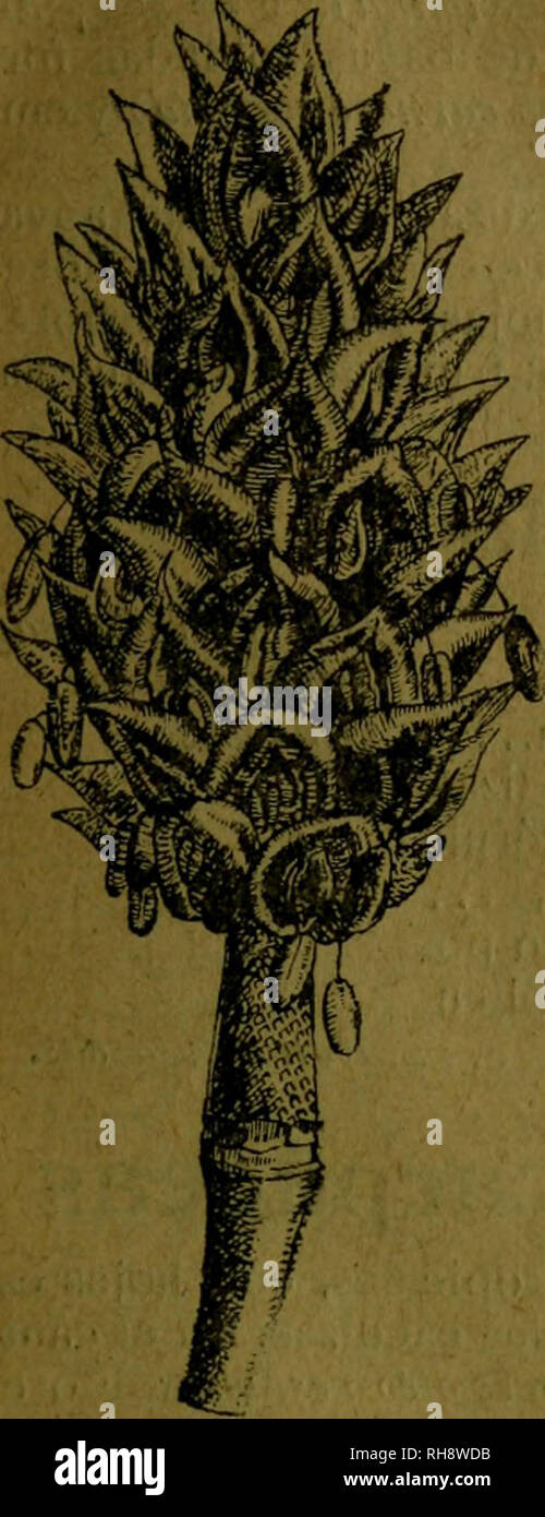 . Botánica descriptiva. Compendio de la flora Española. Estudio de las Vulcanus que Viven espontáneamente en España y de las más frecuentemente cultivadas que Tienen aplicaciones De medicina, Agricultura, Industria y horticultura. Pflanzen. LIRIODKNDRON 6 l con hojas de 15-22", persistentes, ovales - oblongas, coriáceas, brillantes por el Haz y por el ocráceas envés; Flores erguidas con olor agradable e Intenso, de 18-22 "de diámetro, con pétalos Blancos algo carnosos; fructificación oblongo - cónica, Grande. Magnolia, Lorbeer iulipán. Fl. Verano. Norte-Amé-rica. * 6.011. § ICH M. Obovata Tlunb Stockfoto