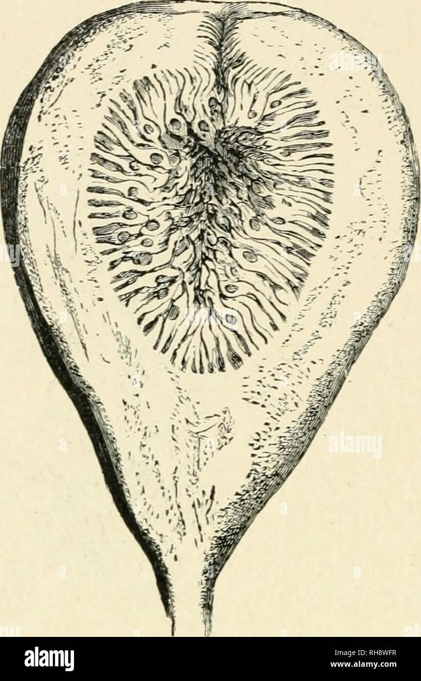 . Botanik der lebenden Pflanze. Botanik. 294 BOTANIK DER LEBENDEN PFLANZE. Wird Dreschkorb und Breiige, während die achenes durch die zahlreichen Blumen produziert wird innerhalb der it (Abb. enthalten sind. 242). Schließlich ist die blütenhülle können hartnäckig sein, da es in jedem der aggregierten Blumen der Mulberry ist, und Breiige sie die eigentlichen Früchte, die achenes (Bild einbetten. 243). Es ist unnötig Instanzen zu multiplizieren. Die zitierten genügen, um zu zeigen, wie die verschiedenen Attraktionen sind die Teile, die durch ihre saftigen Entwicklung zu Obst - Essen der Tiere bieten. Farbe, Duft, Geschmack und organische Inhalte, alle ziehen Sie t Stockfoto