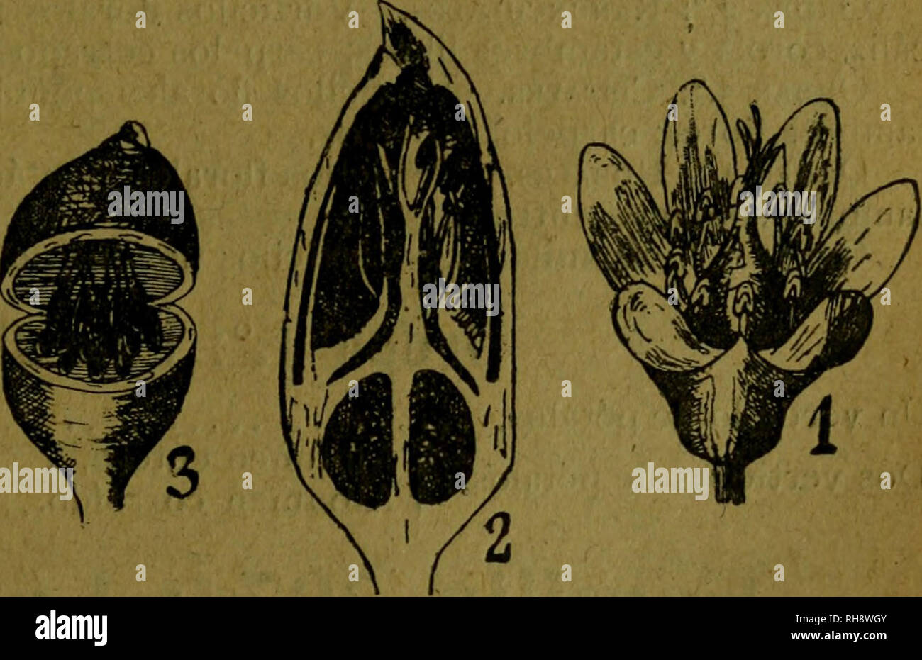 . Botánica descriptiva. Compendio de la flora Española. Estudio de las Vulcanus que Viven espontáneamente en España y de las más frecuentemente cultivadas que Tienen aplicaciones De medicina, Agricultura, Industria y horticultura. Pflanzen. Portulak 57 6.002. S. Pyrenaica R. Br.-^. Lampiña, garza, Cespitosa; hojas algo coriáceas, las radicales espatuladas y las demás sentadas, acorazonadas o elípticas; panoja dicótoma, floja; cáliz acampanado, mazudo en la fructifica-Ción, Con Los dientes redondeados; pétalos Blancos o Rosados, enteros o escotados; Caja ovoidea Poco más Larga que El carpóforo. Stockfoto