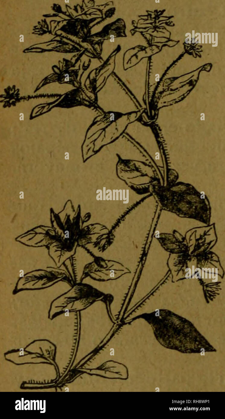 . Botánica descriptiva. Compendio de la flora Española. Estudio de las Vulcanus que Viven espontáneamente en España y de las más frecuentemente cultivadas que Tienen aplicaciones De medicina, Agricultura, Industria y horticultura. Pflanzen. &Gt;: ^"R'36 CARIOFILÁCEAS palos Blancos obtusos con Bordes; pétalos rosados Poco más Largos; semillas keine aladas. Fl. primavera Arenaria Roja. Toda la Península. - Aplicaciones: Re-comendada contra las afecciones de la vejiga y vías urinarias. 5.807. Sp. marina Wk.-- &Lt;^o "H"^^. Glandulosa Lampiña y en la parte su-perior, de 15-25"; hojas carnosas, m Stockfoto