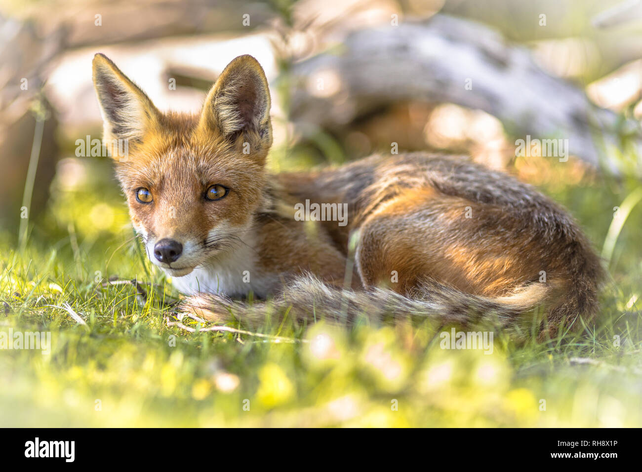 Red Fox (Vulpes vulpes) Porträt mit leuchtend grünen Hintergrund. Diese schöne wilde Tiere der Wildnis. Ausruhen im Schatten von Bush Stockfoto