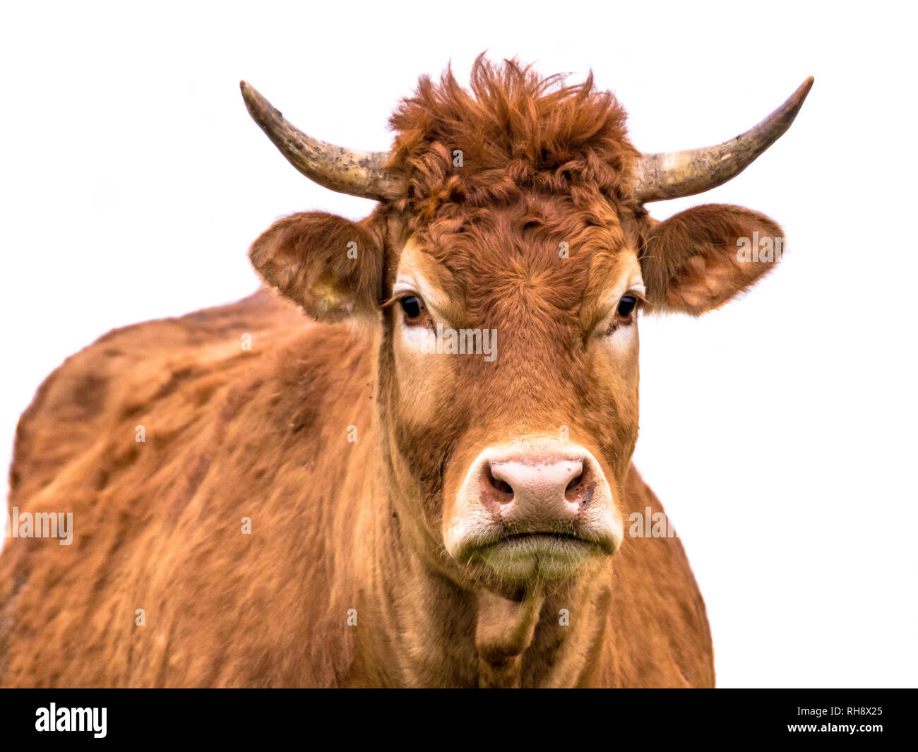 Lustige Kuh portrait Nahaufnahme von jungen Rindern mit Perücke und Hörner auf weißem Hintergrund Stockfoto