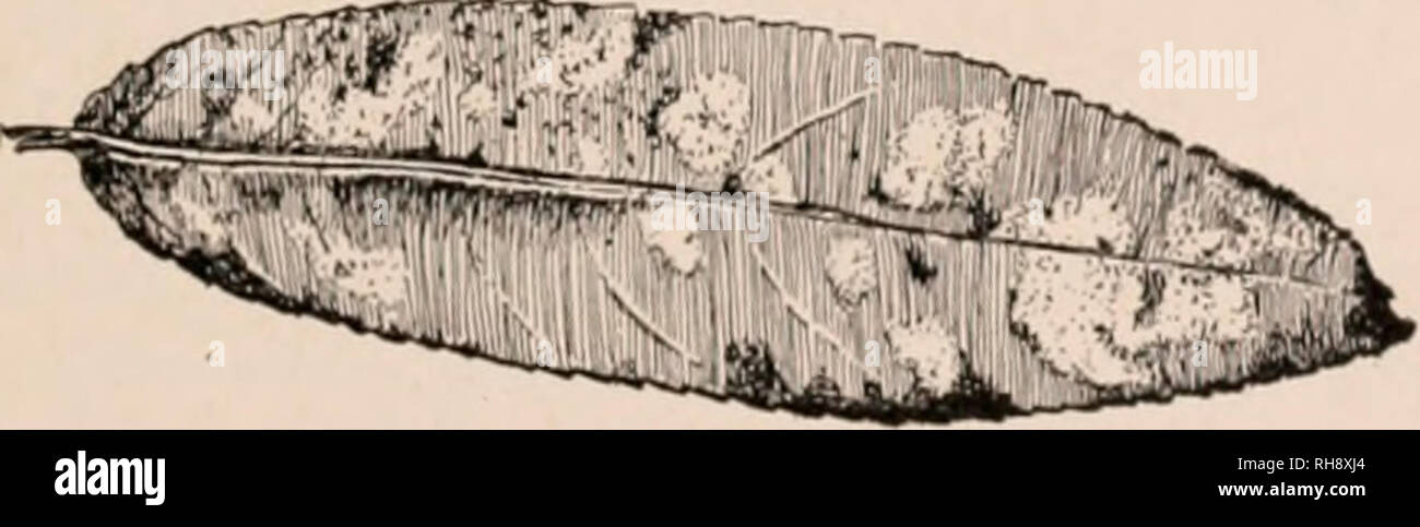 . Botanik für Sekundarschulen, ein Handbuch zur Kenntnis der Vegetation der Umgebung. Pflanzen. Pilze 189 t° durch seltsame Dickwandige ruhen - Sporen oder zygo - Sporen erreicht. Die zygospores sind auf das Myzel gebildet, in der Substanz, auf die sich die Pflanze, wächst begraben. Sie stammen wie die Gewinde der zwei sexuell verschiedene Pflanzen, die in der Nähe zusammen, senden kurze Äste, die sich aufeinander zu wachsen und schließlich treffen liegen folgt. (Abb. 347.) Die Wände an den Enden, ein, dann verschwinden, so dass die Inhalte zusammen zu fließen. Gleichzeitig jedoch zwei andere Wände sind f Stockfoto