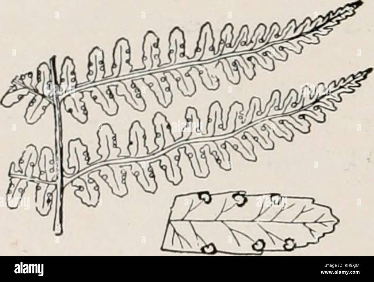 . Botanik, eine elementare Text für Schulen. Botanik. 286 DIE ARTEN DER PFLANZEN 5. PTfiKIS. Bremse. Grob Farne von meist trockenen Orten, mit langen außenohren: sporangien unter dem Zurückgebogen Marge Der pinnules getragen, auf kleinen, quer liegenden Venen. S. Aquilina, Linn. Gemeinsame Bremse. Abbn. 125,308. Wedel breit dreieckig, zweimal oder dreimal gefiedert, die pinnules Lange-Lanzettlich, zugespitzt, und Lappig. In sonnigen Plätze: die vielleicht häufigste Farn. Zwei bis 3 m hohen, wachsenden Flecken, besonders in der verbrannten Gebiete. 6. ASPLfiNIUM. Spleenwort. Mittlere Farne, meist mit gefiederten Blättern: Sori länglich o Stockfoto