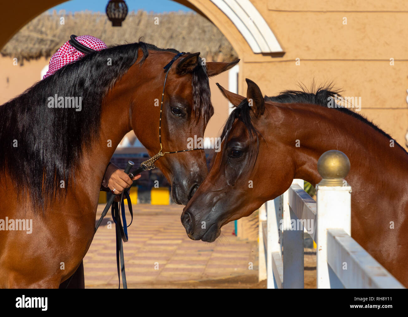 Arabische Pferde in Alhazm Stud, Provinz Najran, Khubash, Saudi-Arabien Stockfoto