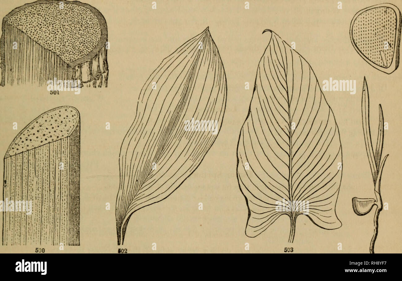 . Botanik für Jugendliche und Schulen. Botanik. POPULAK FLORA. 203 KLASSE II. - ENDOGENS oder MONOCOTYLEDONS. Stammzellen in den Wald in Threads oder Bundles, unter die Haut oder zelluläre Teil durchsetzt, die nicht zu einem Ring oder einem Layer, und nicht mehr durch jährliche Schichten. Blätter parallel mit Schimmelbildung, nicht Verzweigen und die Maschen des Netzes. Zu dieser einige Arums, Trillium, Greenbrier, &Amp; c. es Ausnahmen, mehr oder weniger verrechnet Venen. 504. 500. Endogene Stammzellen von einem Jahr alt, in einem Mais gezeigt - Stiel. 5 TI. Eine von mehreren yenrs Alt. von Palmetto. Parallel-Geäderte Blätter der zwei Arten: 502., o Stockfoto