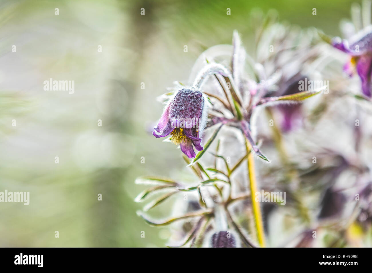 Östlichen Küchenschelle, Prairie crocus, cutleaf Anemone mit Wassertropfen im Frühjahr sonnig Wald. Schöne Natur farbenen Hintergrund, Nahaufnahme, shallo Stockfoto