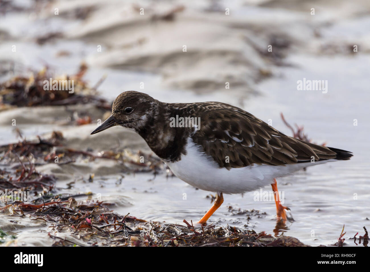 Turnstone (Arenaria interpres) Kleine waten Vogel Suche tideline Küstengebiete für Lebensmittel. Dreht sich Steine und Algen und anderen Schmutz für Sand und Bunker. Stockfoto