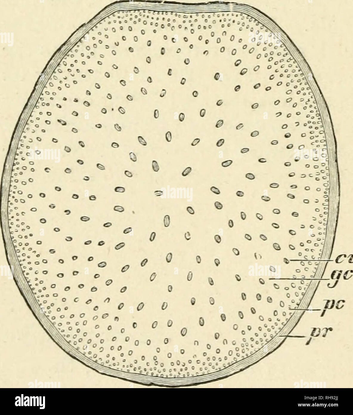 . Botanik der lebenden Pflanze. Botanik. Abb. 29. Junge Welle von Schoenus nigricans Schnitt quer: Zentral ist die Kreation, die durch eine unregelmäßige Ring der Leitbündel umgeben. Die gepunktete Patches in der Nähe von der Peripherie sind mechanische Gewebe. (X35-) Mais, und Sugar-Cane wie Stränge werden auf allen pithless Stele (Abb. verstreut. 30). Dies ist eine Folge der Tatsache, dass^7/1. "1 r 3 K^sm/) /-l Abb. 30. Querschnitt eines Internodium Zea. Mais. ^r = primären Cortex. ^C=pericycle. ci; = Leitbündel. gc=konjunktiv Klammer - chyma. (X 2.) S. Abb. 31. Diagramm Stockfoto