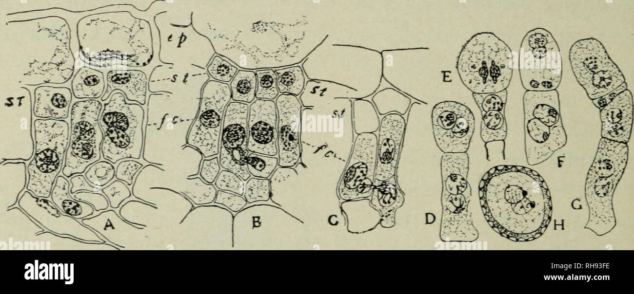 . Botanik für Schulen. Botanik. Abb. 249. Abschnitt durch Blatt von berberitze am Punkt mit dem Cluster betroffen - Cup Stadium der Weizen Rost; aecidia spermogonia Oben, Unten. (Nach Marshall-Ward.) der Weizen (auch für die anderen Getreidearten und einige Gräser). Hier Sie keimen und das Myzel tritt bei einem stomate und produziert die interzellulären Mycel. An bestimmten Punkten unter dem. Abb. 250. Die Befruchtung und die Entwicklung der aecidiospores in einem Rost, Phragmidium violaceum.ep, Epidermis von Host. 5/, steriic Zellen an den Enden der a-cidial Gewinde/r, fruchtbare Zellen. . -1.Teil des axrictial Stroma, Sho Stockfoto