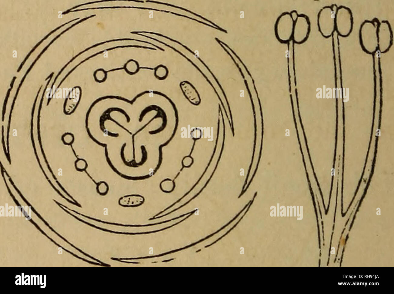 . Botanik für Jugendliche und Schulen. Botanik. 298 297 299 300 301 297. Blumen &Amp; c. von St John's - würze Nr. 4. 298 Stempel von 3united. 299. Pod quer. 300. Plan der Blume des Sumpfes St. John's-Würze, aus einem Querschnitt der Knospe. 301. Eine der Gruppen von drei Staubblätter. Kelchblätter 5, alle fast gleich in Größe und Form. Blütenblätter 5, Fleischfarben, länglich, Gleich-seitig, Staubblätter etwa 9, in drei Sätzen und eine dicke Drüse zwischen jedem Satz, (Elodea) Marsh St. John's - Würze. Blütenblätter 5, Gelb, ungleiche-seitig. Staubblätter in der Regel viele, (Hypericum) St. John's - Würze. Kelchblätter 4, in zwei Paare, ein Paar Stockfoto