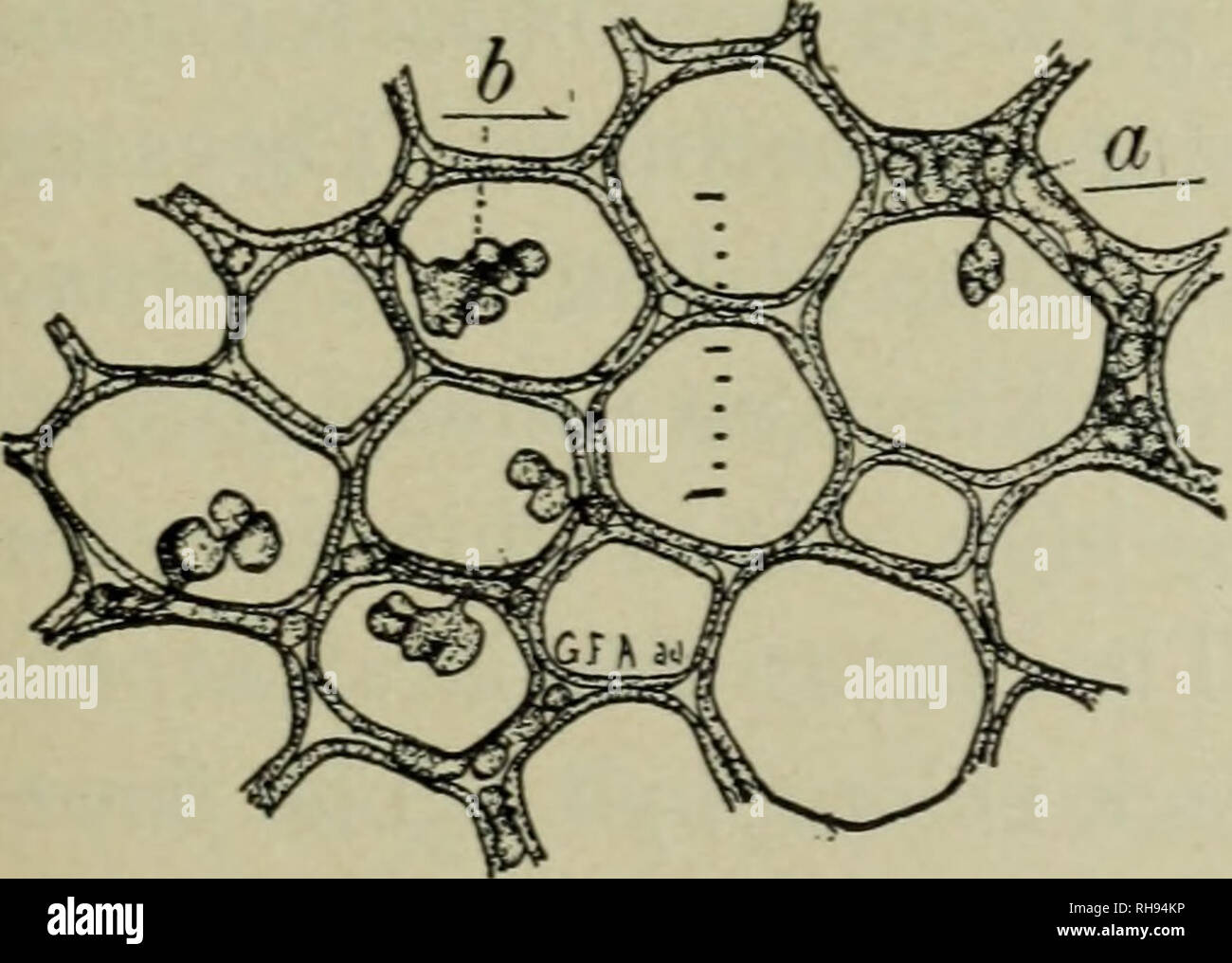 Uromyces caryophyllinus Fotos und Bildmaterial in hoher Auflösung Alamy