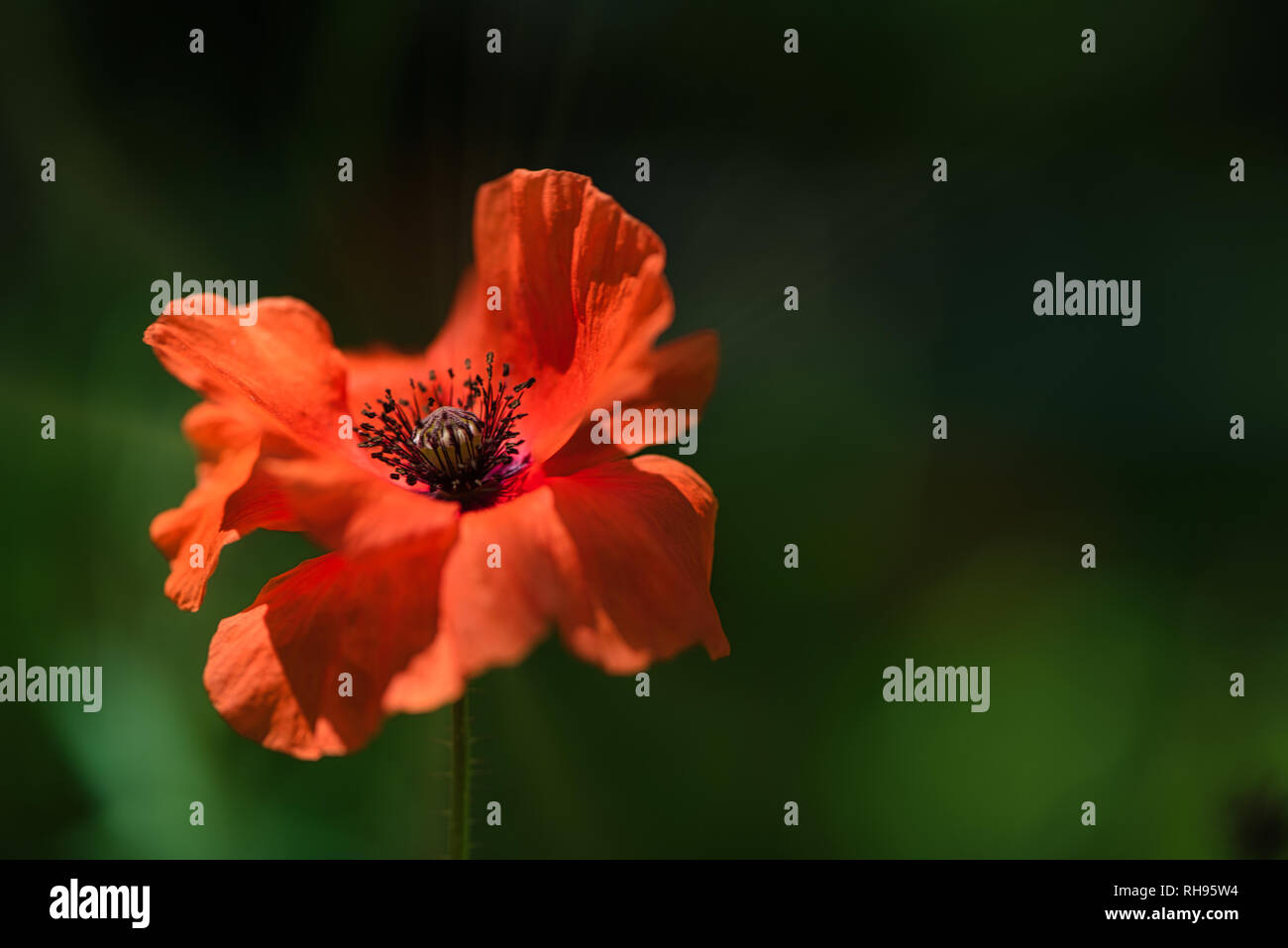 Bunte frische Orange Mohn Blume im Wind auf einem grünen Frühlingswiese. Sanfte Bewegungen im Frühlingswind. Papaver Setigerum (fam. Somniferum) Stockfoto