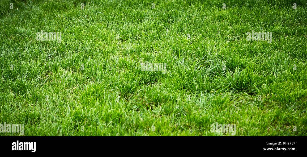 Gras Fotografie Stockfoto