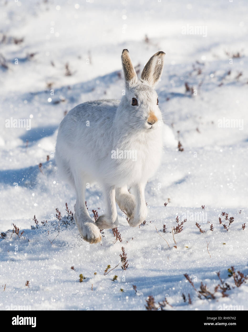 Berg Hase Lepus timidus - in Richtung der Kamera - im Cairngorms Nationalpark, Schottland, Großbritannien Stockfoto