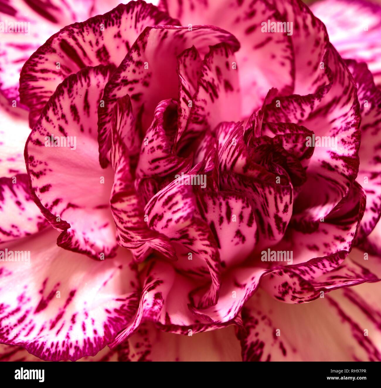 Eine Nahaufnahme einer rosa Nelke. Stockfoto